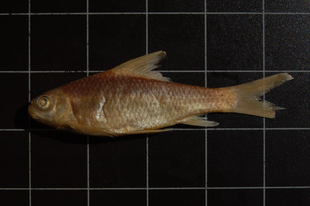 Varicorhinus latirostris Boulenger, 1910